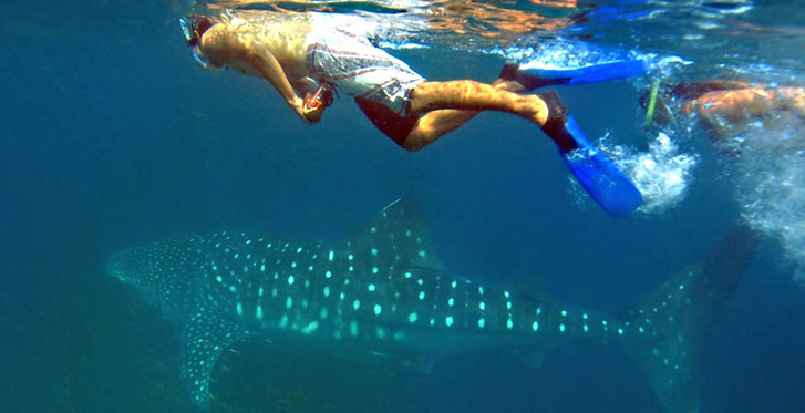 Snorkeller with a whale shark off Mafia Island